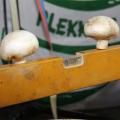 Plekkersmis 2019 (65)