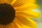 Uitnodiging Zonnebloem
